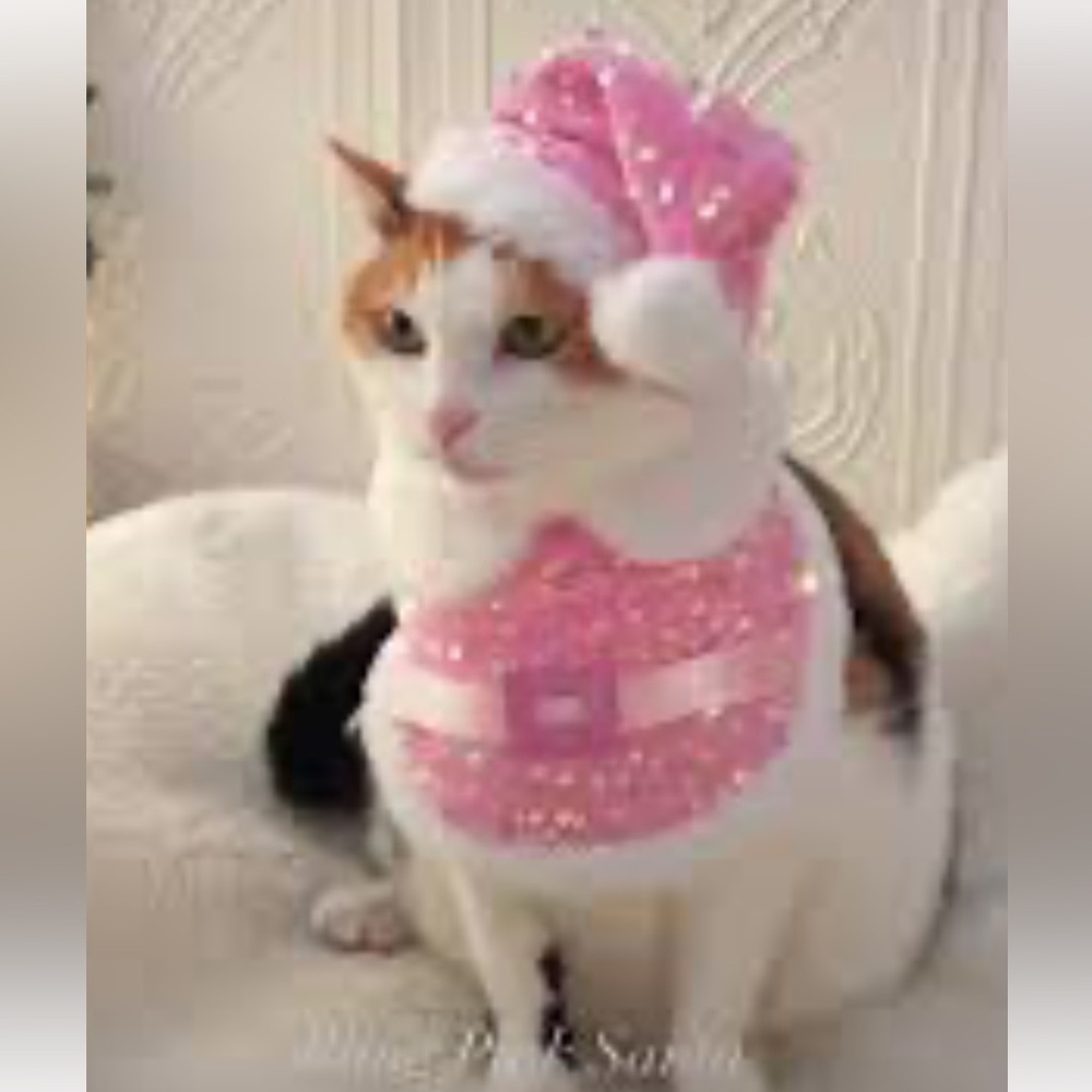 Santa Cat Kitten SANTA OUTFIT SZ XS